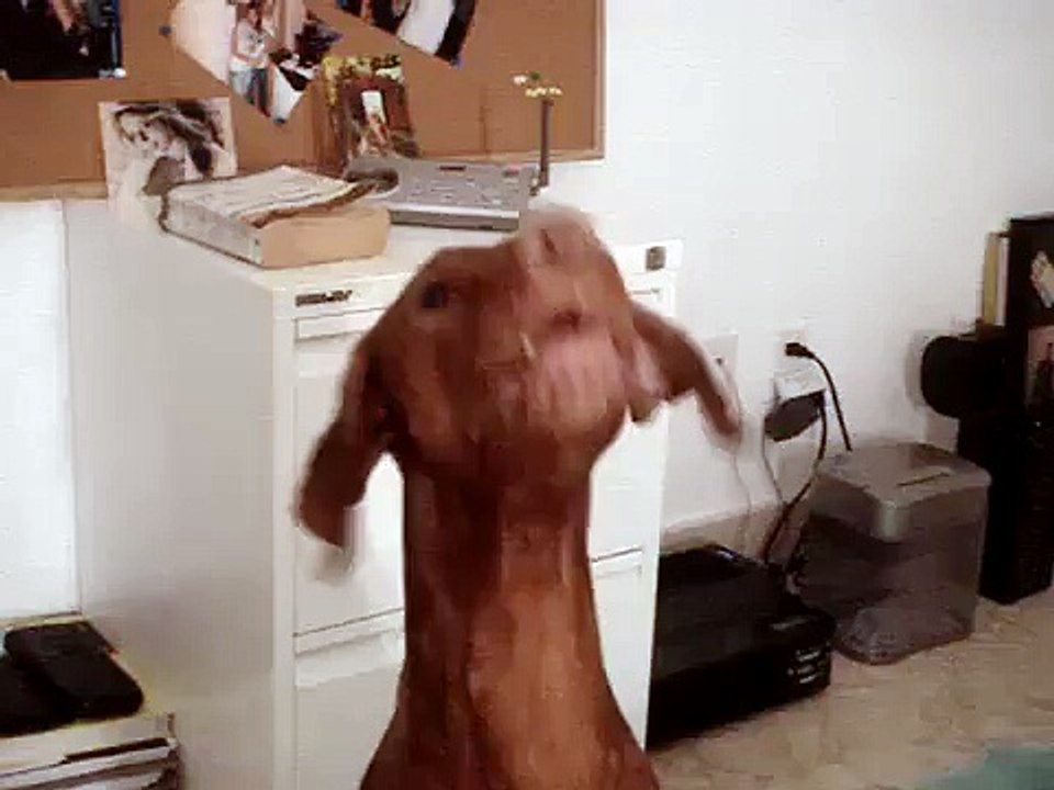 Howling Vizsla