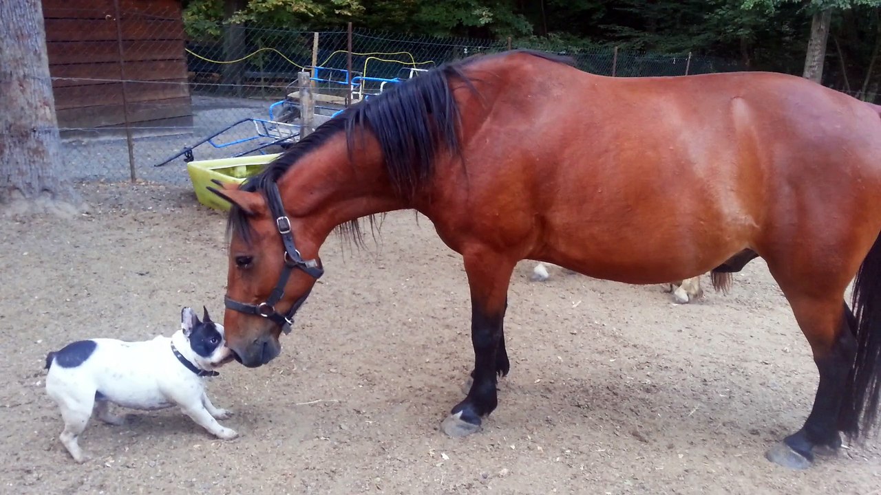 Jerry, le bouledogue françaisfait connaissance avec des poneys