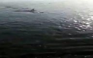 Un tiburón obliga a cerrar una playa en Sotogrande (Cádiz)