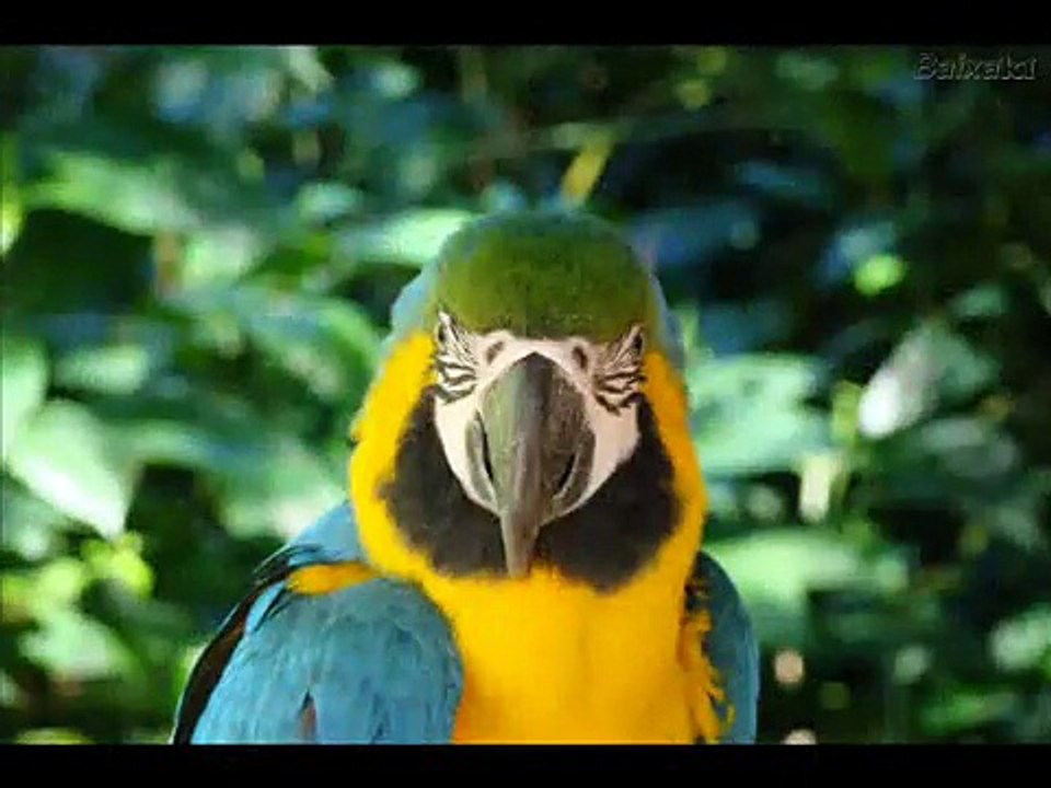 Salve os animais!