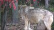Fall turns into Winter at the International Wolf Center