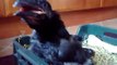 krakavec Lábus-Raven