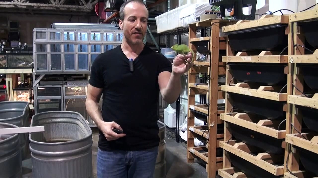 How To: Veiled Chameleon Care and Setup Video by The PetMan