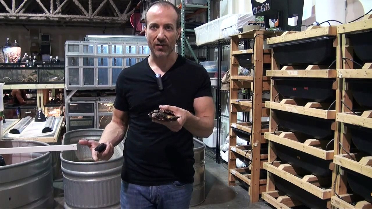 How to: Mata Mata Turtle Care & Setup Video by The PetMan