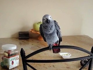 3 month old african grey baby