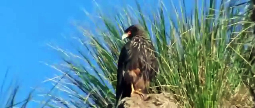 Uccello Rapace vs Uccello Rapace