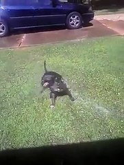Dog fights water to the death