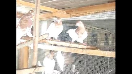 Pakistani Pigeon Lal Siray High Flying