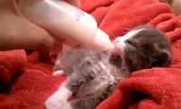 Baby kitten drinking from bottle (MUST SEE, VERY CUTE)