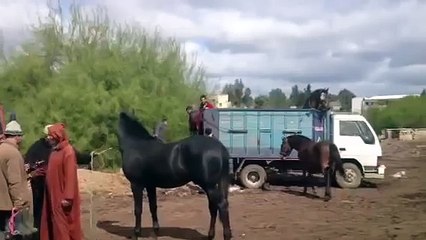 Fantasia mantes la jolie .Achat de chevaux à Settat Avril 2012 06 81 83 02 35