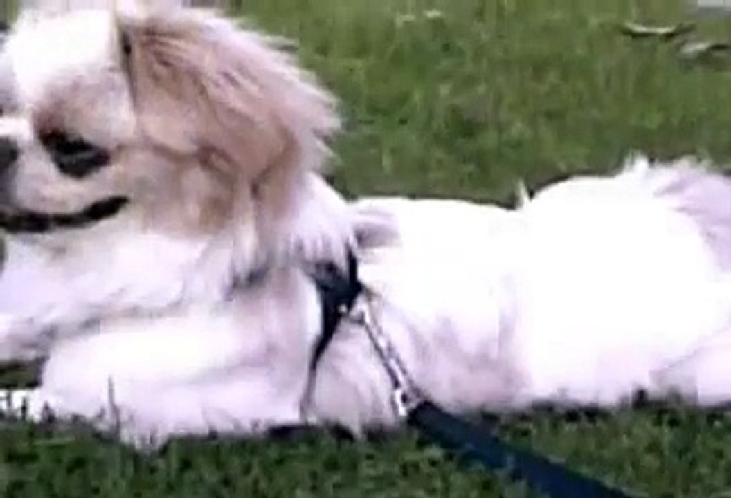 Tibetan Spaniel / Pekingese Mix