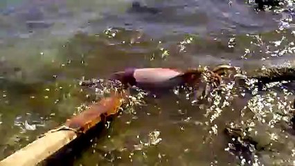 Calamar Humboldt cerca de bahia de Kino, Sonora, Mexico