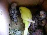 bébés perruches ondulées dans le nid avec leur mère