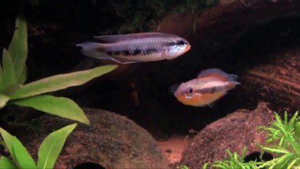 Apistogramma iniridae
