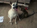 Monkey looking for food in his dog friend's mouth