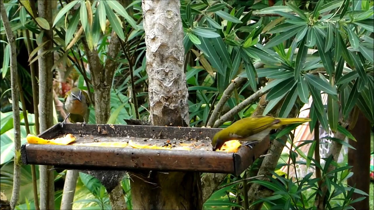 Trinca- ferro (Tempera Viola saltator maximus) na Pousada Privillage