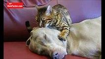 Кот делает собаке расслабляющий массаж головы