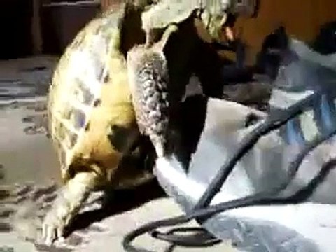 Horny Turtle Humps Shoe!