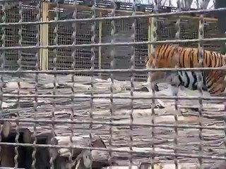 Tiger attack at the Zoo- Gyor, Hungary- Real!