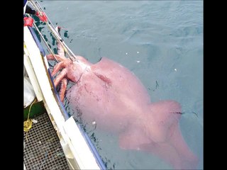 Top 10 animaux longs (RECORDS)