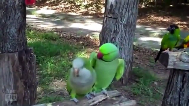 HORS SÉRIE 80 Vidéos 17 Min Zapping Animaux ► Zap Youclip