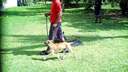 DOG FIGHTING BULL TERRIER ON THE ATTACK , TRAINING IN MIAMI K9 ENFORCEMENT