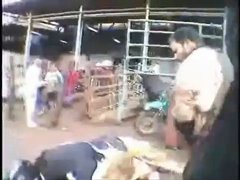 Tiere,Schlachtung,Rinder