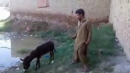 Khoti ka dewana