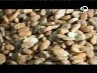 discovery channel asi se hace chocolate