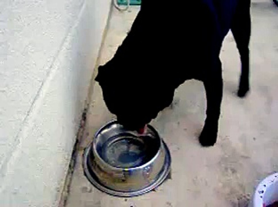 How Yogi the Pug drinks