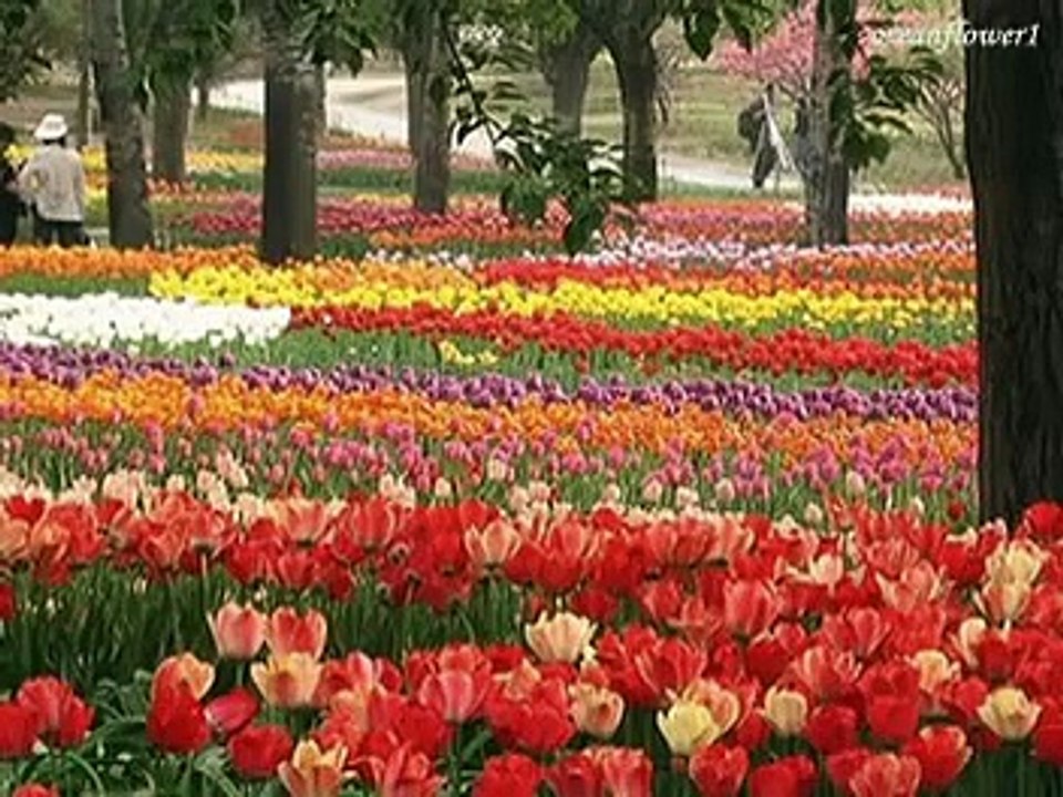 ♥♫ Spring Waltz ♥♫
