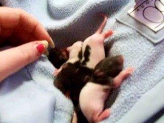 The Fuzzies Can See!