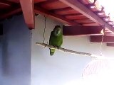 papagaio crente orando