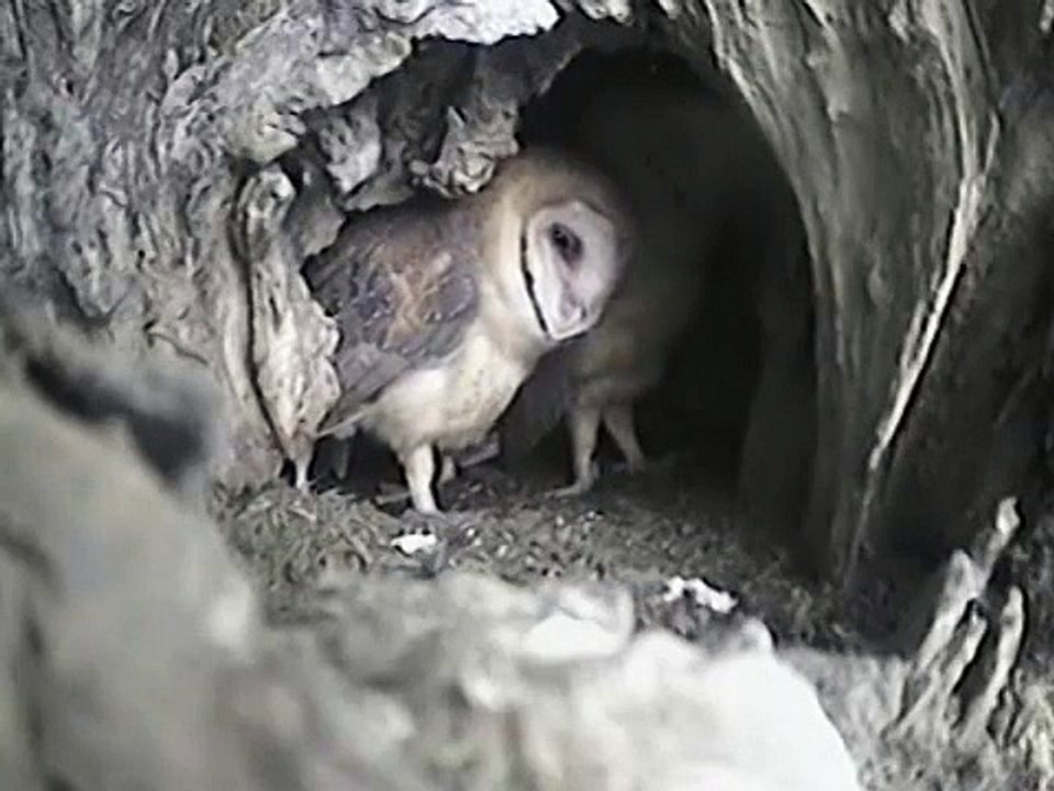 Young Barn Owls Stretch and Preen