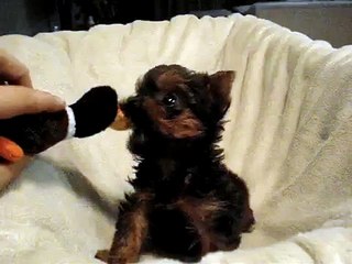 Izzy 8 weeks old Yorkie/Maltese mix puppy