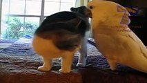 Cats and dogs vs parrots   Funny and cute animal compilation