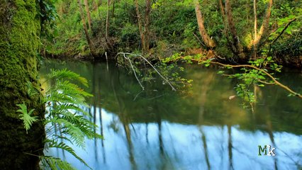 Martintxoa (Alcedo atthis)