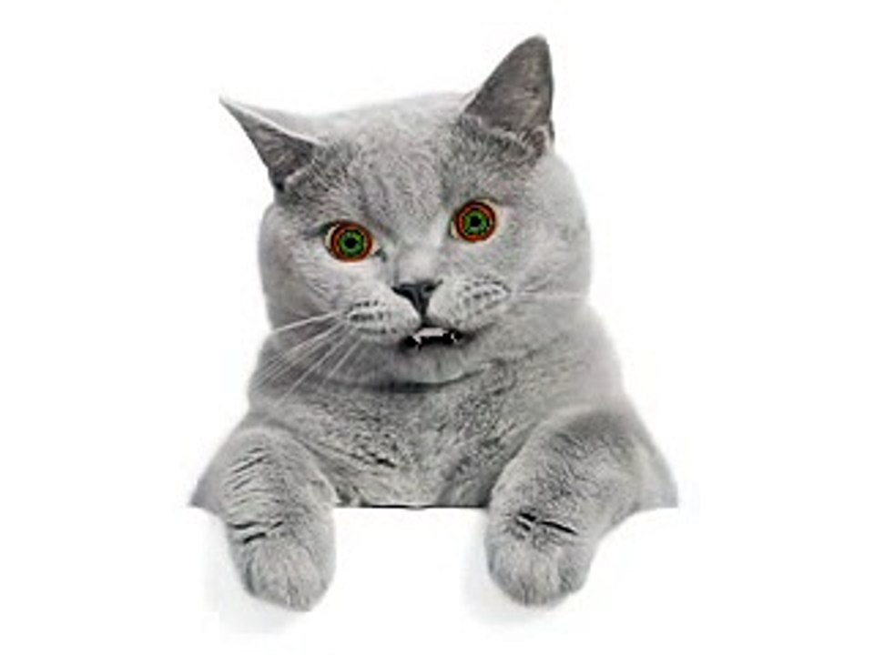 KOMIK SARKI SOYLEYEN KEDI