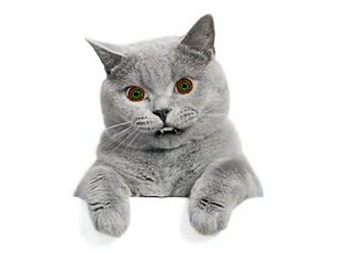 KOMIK SARKI SOYLEYEN KEDI