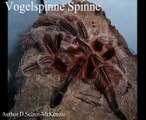 Spinne Vogelspinne Tiere Animals Natur SelMcKenzie Selzer-McKenzie