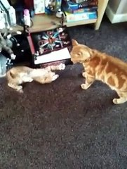 Mad ginger kitten v old ginger Tom
