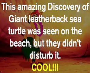 Paranormal - Giant leatherback sea turtle Ever,the Biggest  leatherback of them all ( Amazing!!)