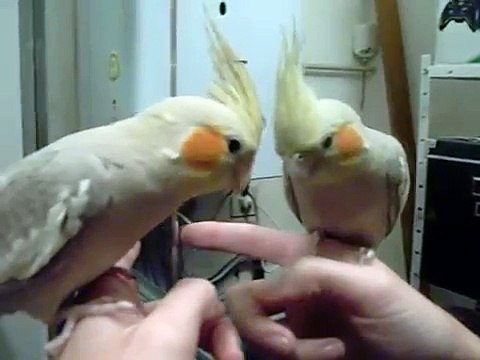 Calopsitte carolo qui parle et qui chante