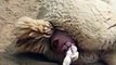 New animals videos Animal Being Born   Alpaca Gives Birth to Baby  funny animals