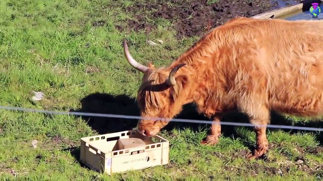 Les Vaches Highland