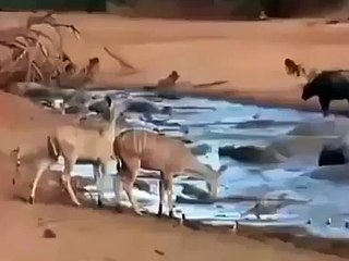 Crocodile and Monkeys between horrible Fighting watch video