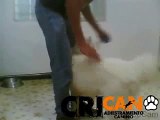 Adiestramiento Canino Basico Samoyedo (CRICANO ADIESTRAMIENTO CANINO)