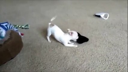 Cute baby Chihuahua puppy thinks she is ferocious!