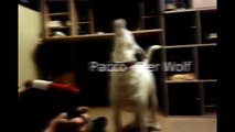 Pacco - When i am playing accordion my dog howling like a wolf.
