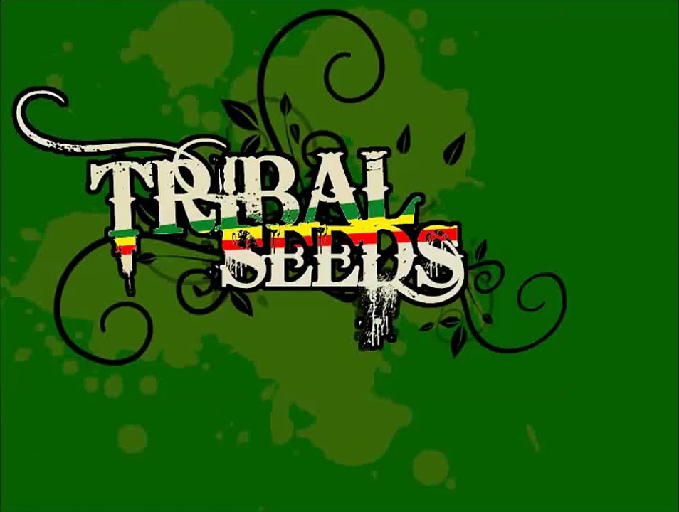 Tribal Seeds - Rasta refuse it